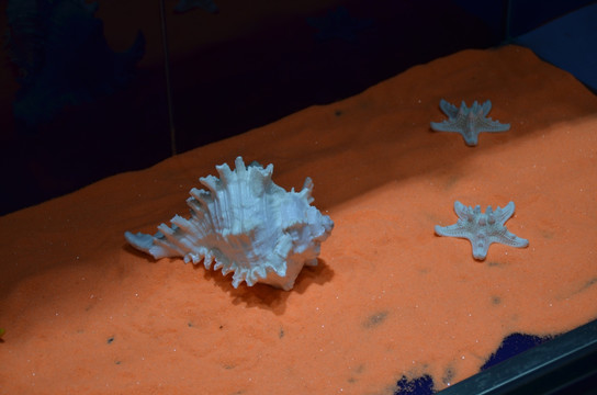 海螺和珊瑚