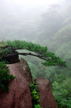 三清山岩石松树