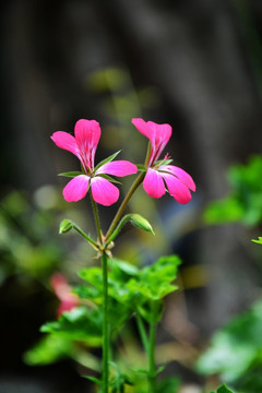 花卉