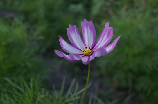 一朵格桑花