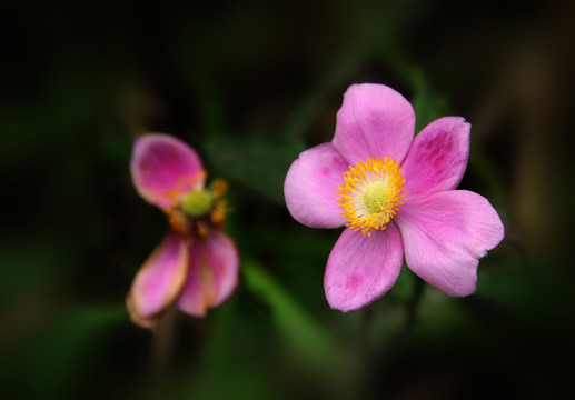 野棉花