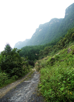 大山 路 原始森林