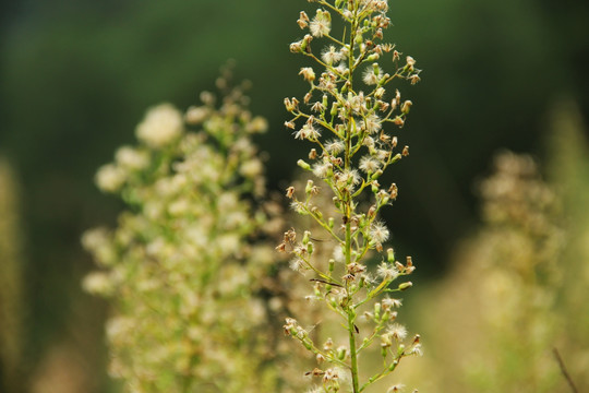 野花 花卉