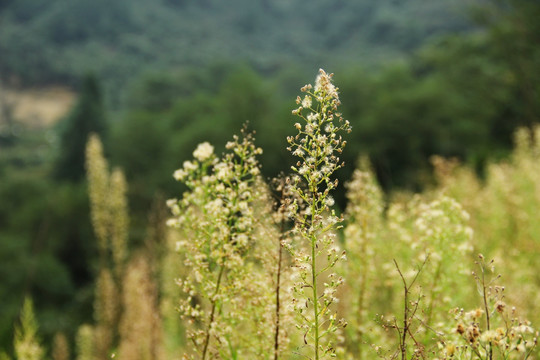 野草 洋蒿
