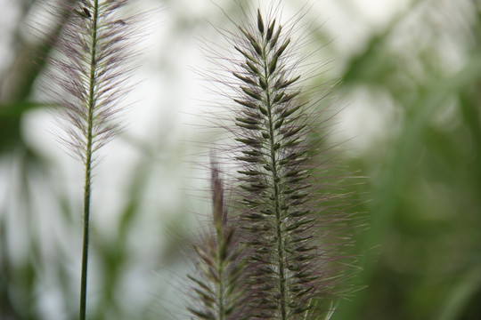 野草