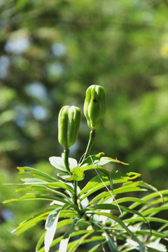 百合花 果实