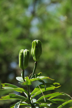 百合花 百合花果