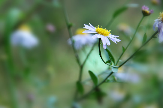 野花 花卉