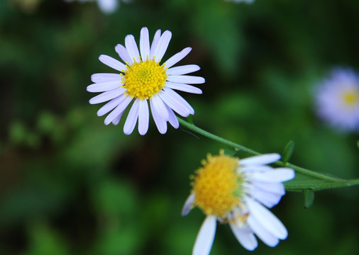花卉 野花