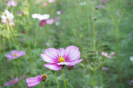 波斯菊 秋英