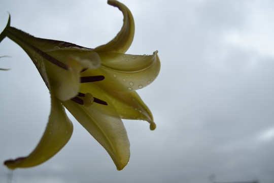 百合