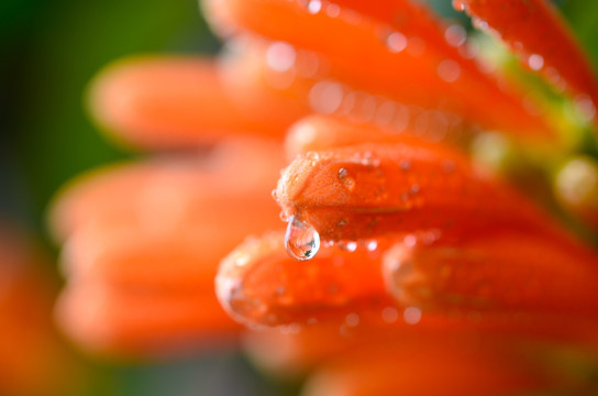 雨后炮仗花