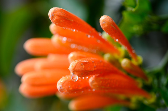 雨后炮仗花