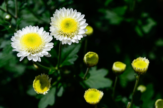 菊花