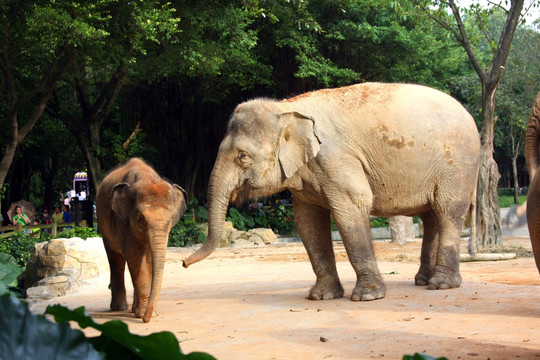 小象和妈妈