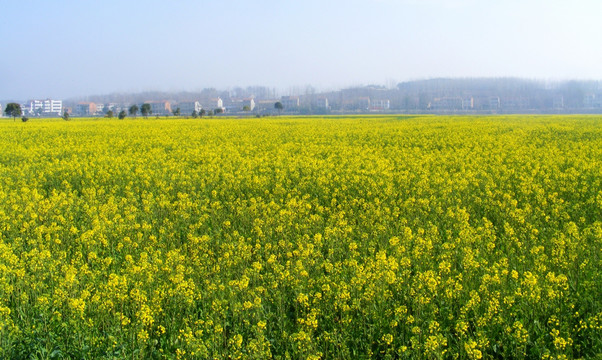 油菜花