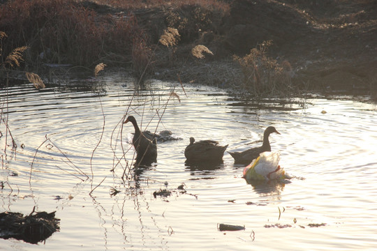 鸭子 鹅 绿色养殖 戏水 河边