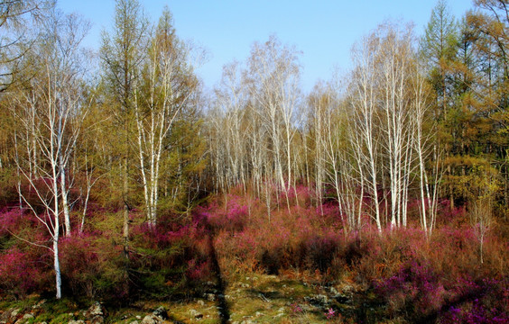 白桦森 杜鹃花