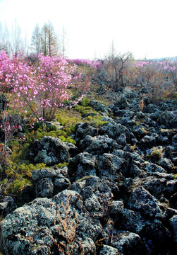 火山岩溶地貌的杜鹃花