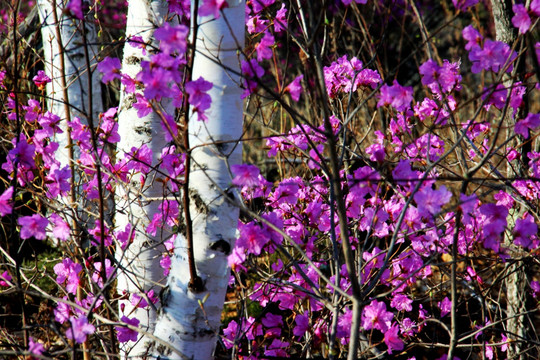 白桦树杆与杜鹃花 春季