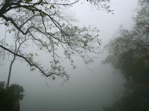 雾霾天气 雾霾中的树木