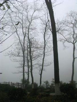 雾霾中的树木 雾霾