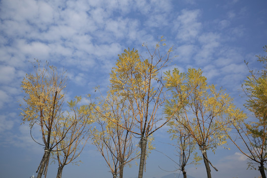 秋色黄叶蓝天白云