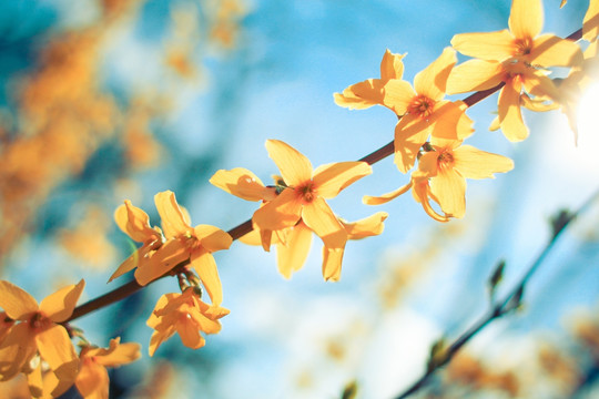 迎春花