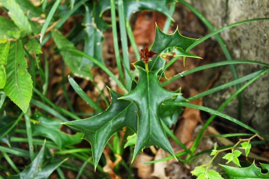 绿叶植物特写