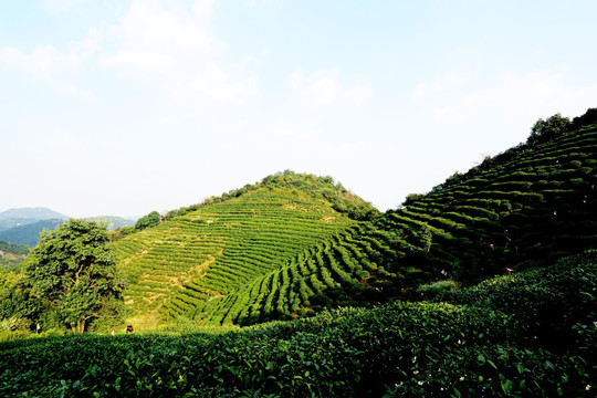 茶田
