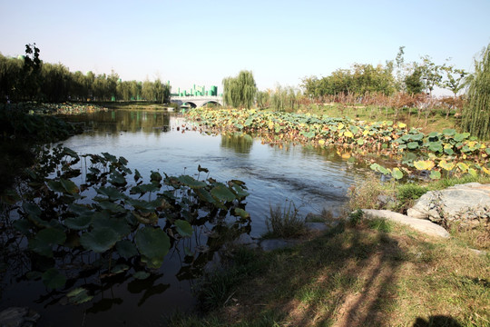 湿地公园