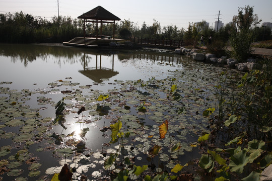 湿地公园