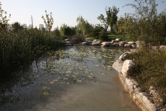 湿地公园