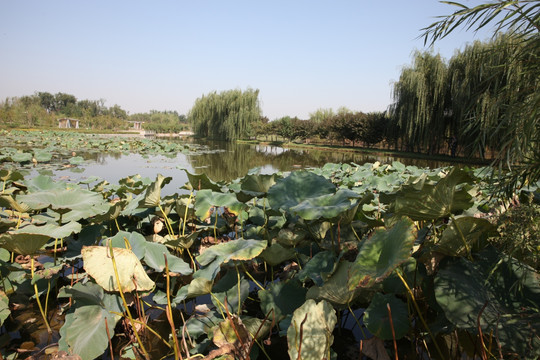 湿地公园