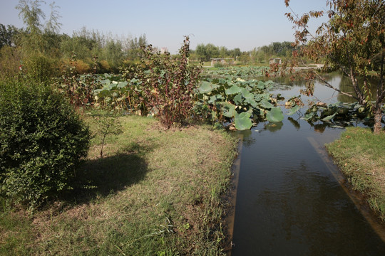 湿地公园