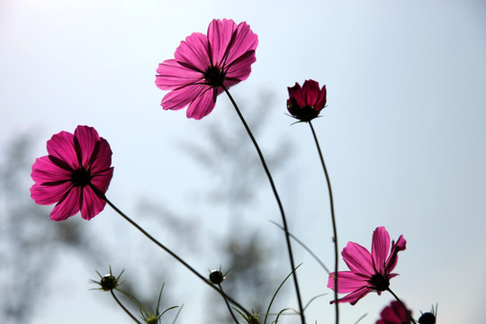 波斯菊