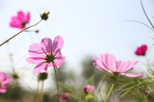 波斯菊