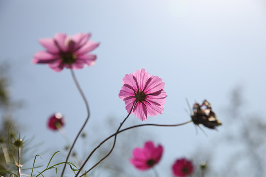 波斯菊