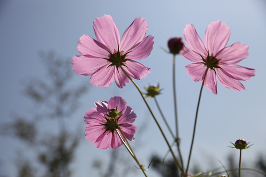 波斯菊