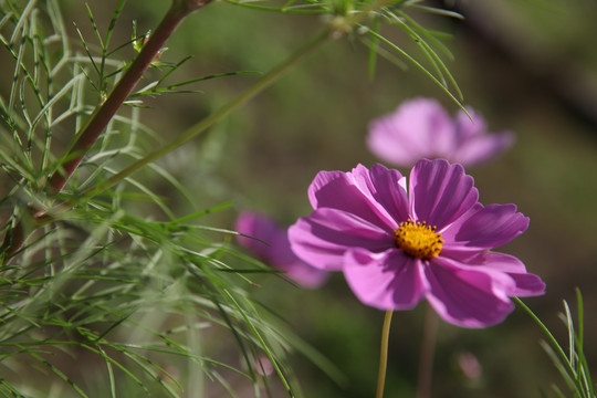 波斯菊