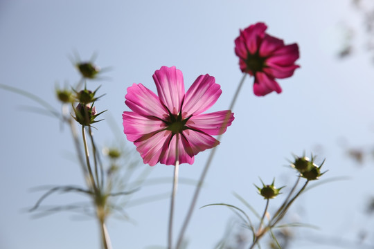 波斯菊