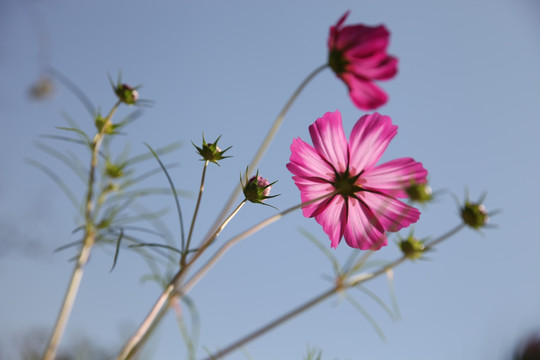 波斯菊