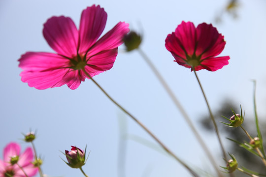 波斯菊
