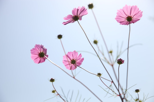 波斯菊