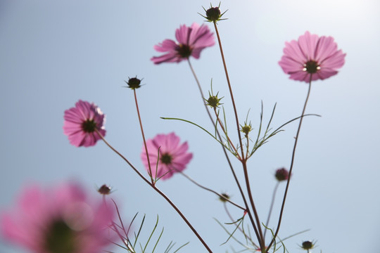 波斯菊