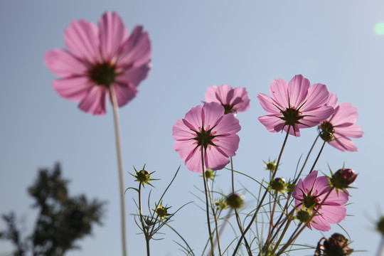 波斯菊