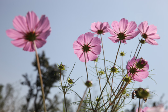 波斯菊