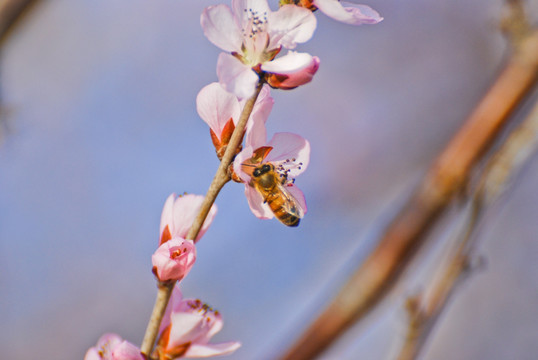 桃花