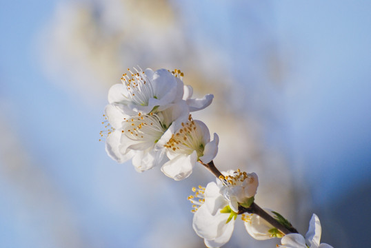 梨花