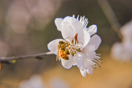 桃花